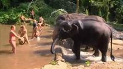 Patara Elephant Farm