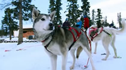 Dog Sledding-Snow Mobiling