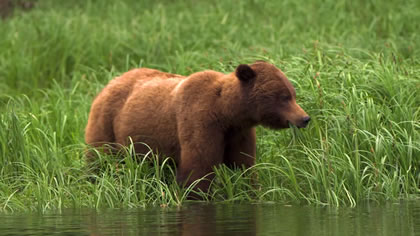 Explore Canada Bears