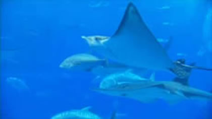 Okinawa Churaumi Aquarium