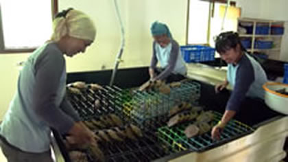 The Pearl Farming Process