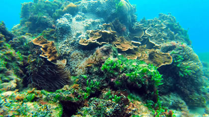 Swim and Snorkel at Emily Bay