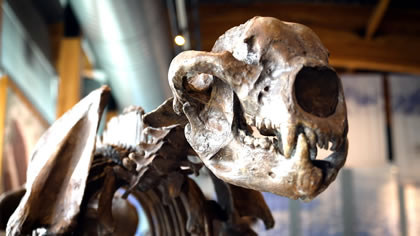 Wilderness Lodge and Light Through the Night