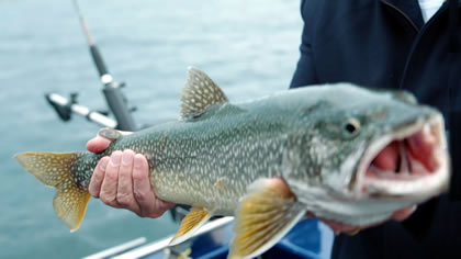 Wonderful Whitehorse