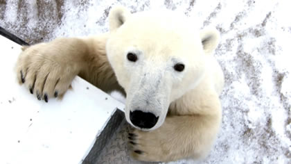 Best of Explore &ndash; Polar Bear Hunting