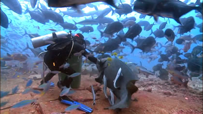 Best of Explore &ndash; Shark Diving