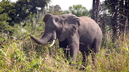 Best of Explore – Elephant Adventure